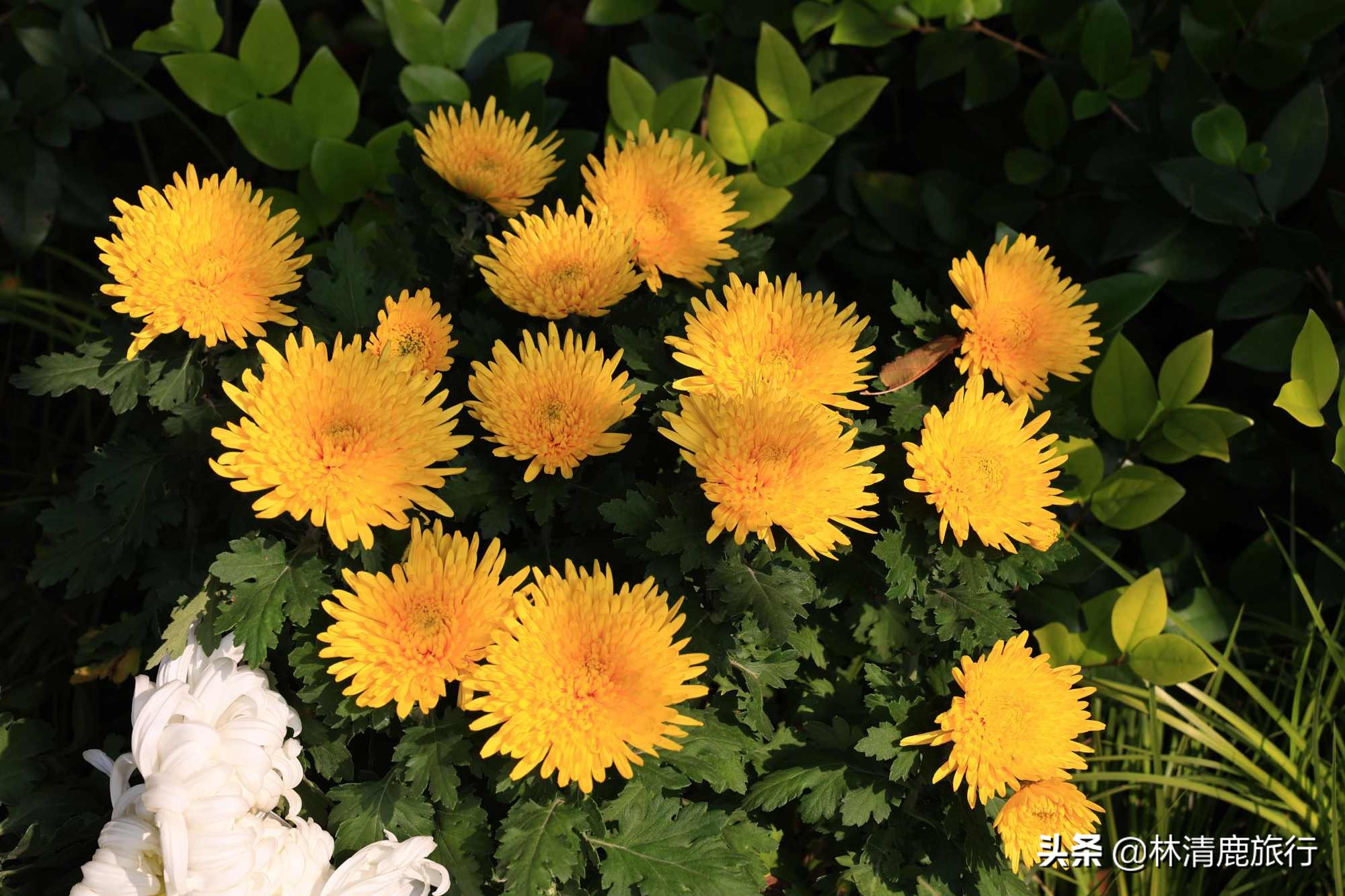 离郑州最近银杏园赏秋,郑州银杏惊艳了秋天