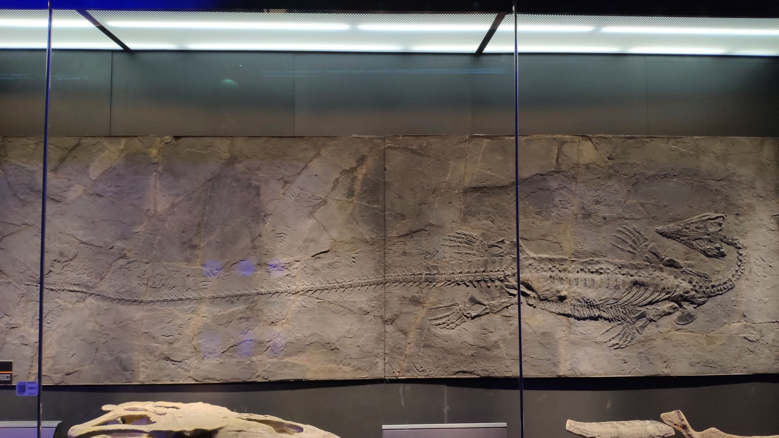 海洋博物馆带孩子游玩攻略,国家海洋博物馆最全攻略来了