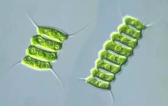 水产养殖藻类老化是怎样的,水产养殖显微镜下各种藻类