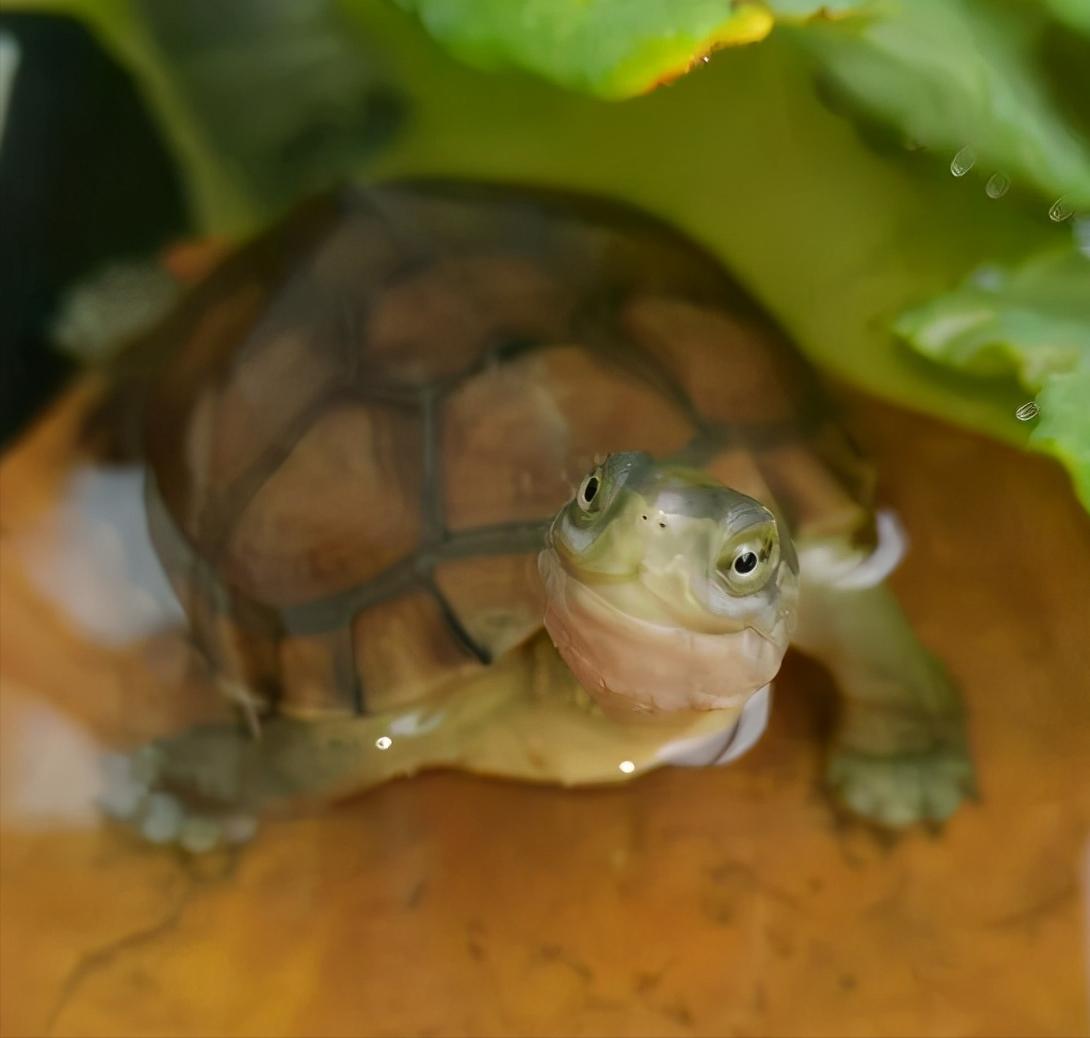 乌龟肠炎的症状与治疗,乌龟得肠炎治疗中可以稍微喂点吗