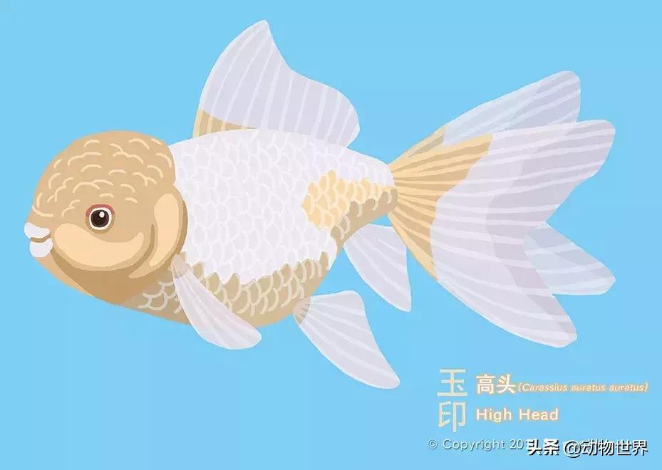 金鱼大体型的品种,金鱼品种介绍之龙睛高头