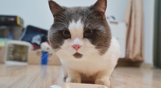 养猫首选这几种猫既便宜又好养,养猫新手适合养什么猫500元左右