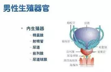 什么叫尿道分泌物,有尿道分泌物是什么原因