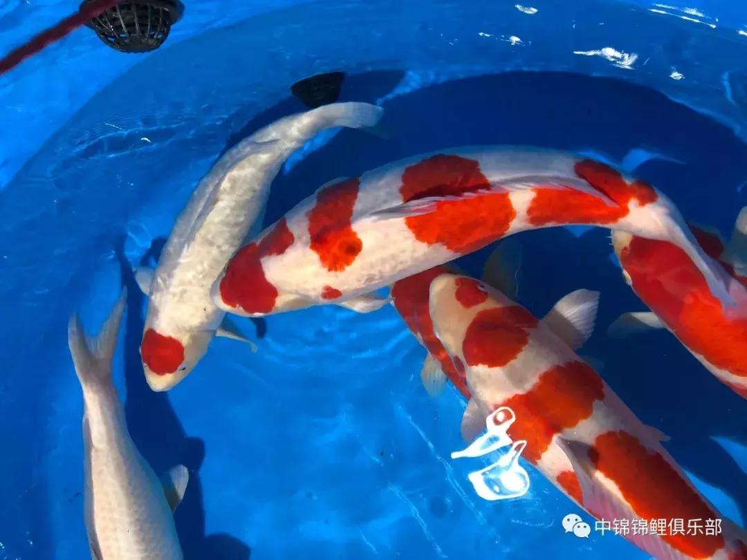閿﹂菠鍠傞杩囧鏈変粈涔堢棁鐘跺悧,鏃ユ湰閿﹂菠鎬庝箞鍠傞