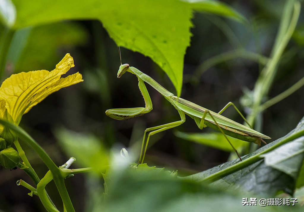 引以为傲的螳螂,勇敢的螳螂