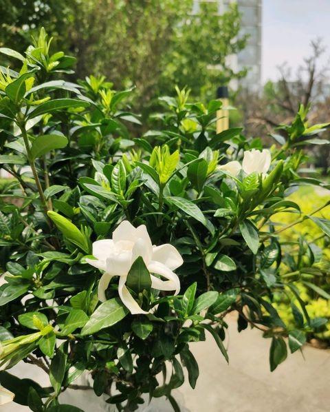买到“黄泥”栀子花，这样处理，后期叶片不发黄，养好开花很简单