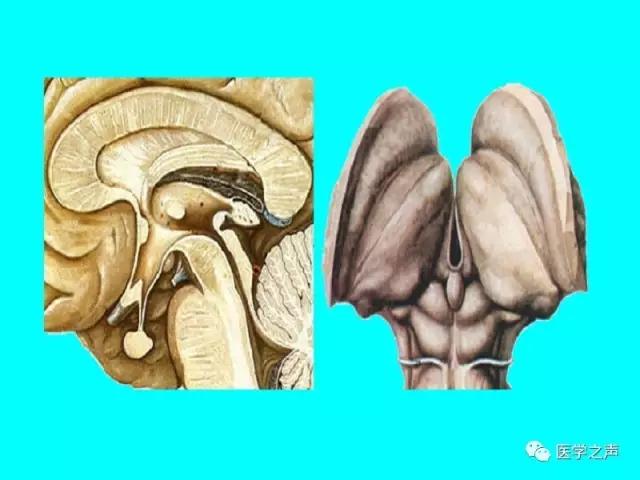 人体神经系统完整解剖图,超全神经系统解剖图近乎完美