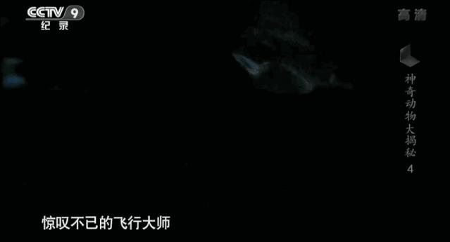 蝙蝠为什么是背锅侠,蝙蝠真实纪录片