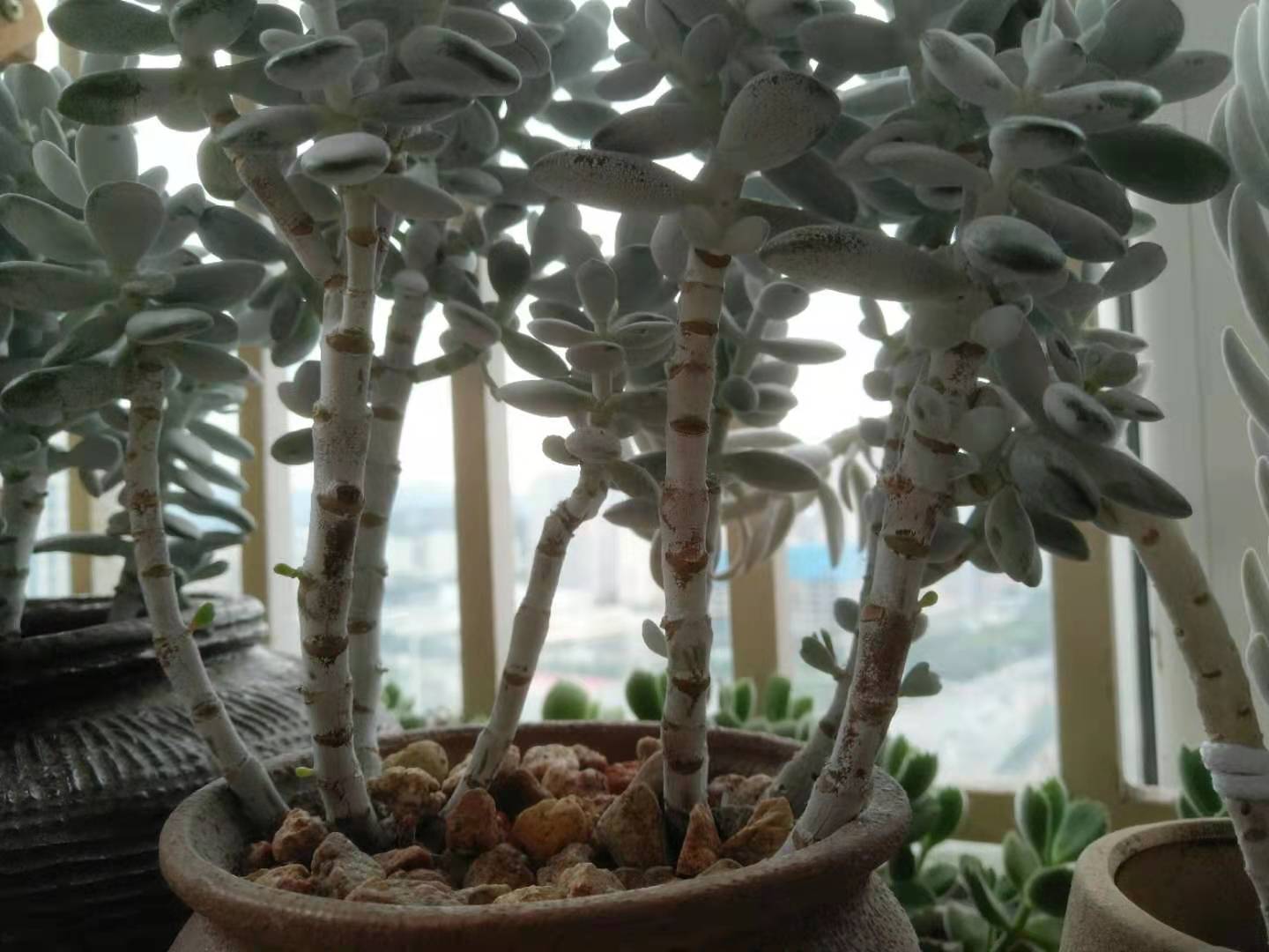 乒乓福娘锦的繁殖方法,乒乓福娘可以叶插繁殖吗