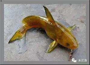 暴发“鱼瘟”救治时不可忽视寄生虫的危害---低温时节鱼类斜管虫病的症状及防治