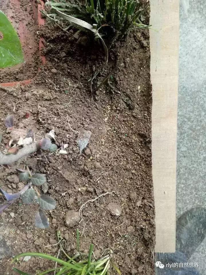 黄缘龟多大可以进环境造景,黄缘龟造景用陶粒还是火山石