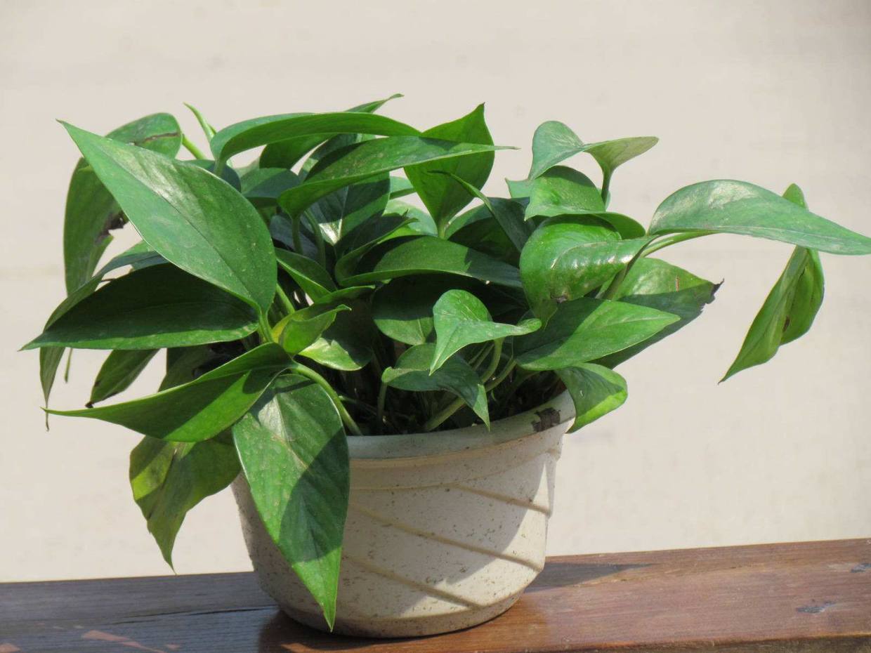 绿萝有顽强的生命力非常好养护,绿萝怎样才能四季常青