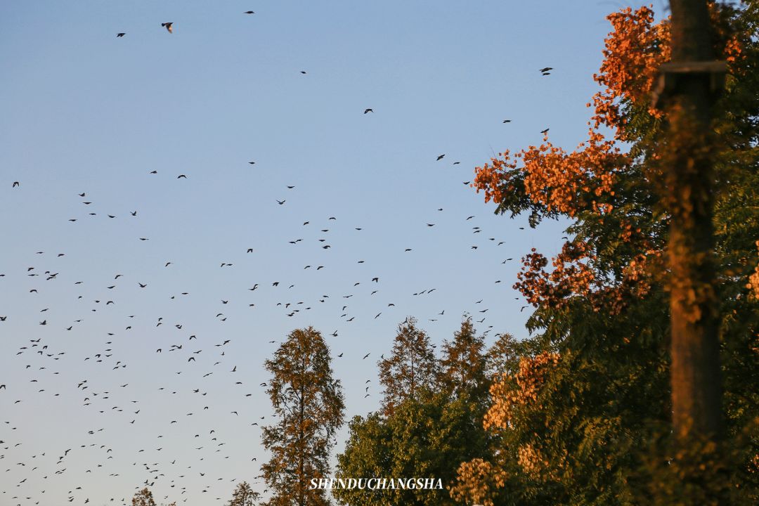 长沙旅游攻略必玩的十大景点介绍,长沙适合秋季打卡的景点
