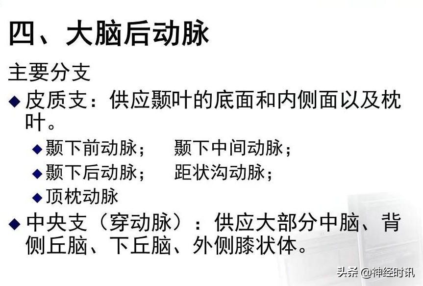 脑动脉解剖学讲解,基底节区脑血管解剖