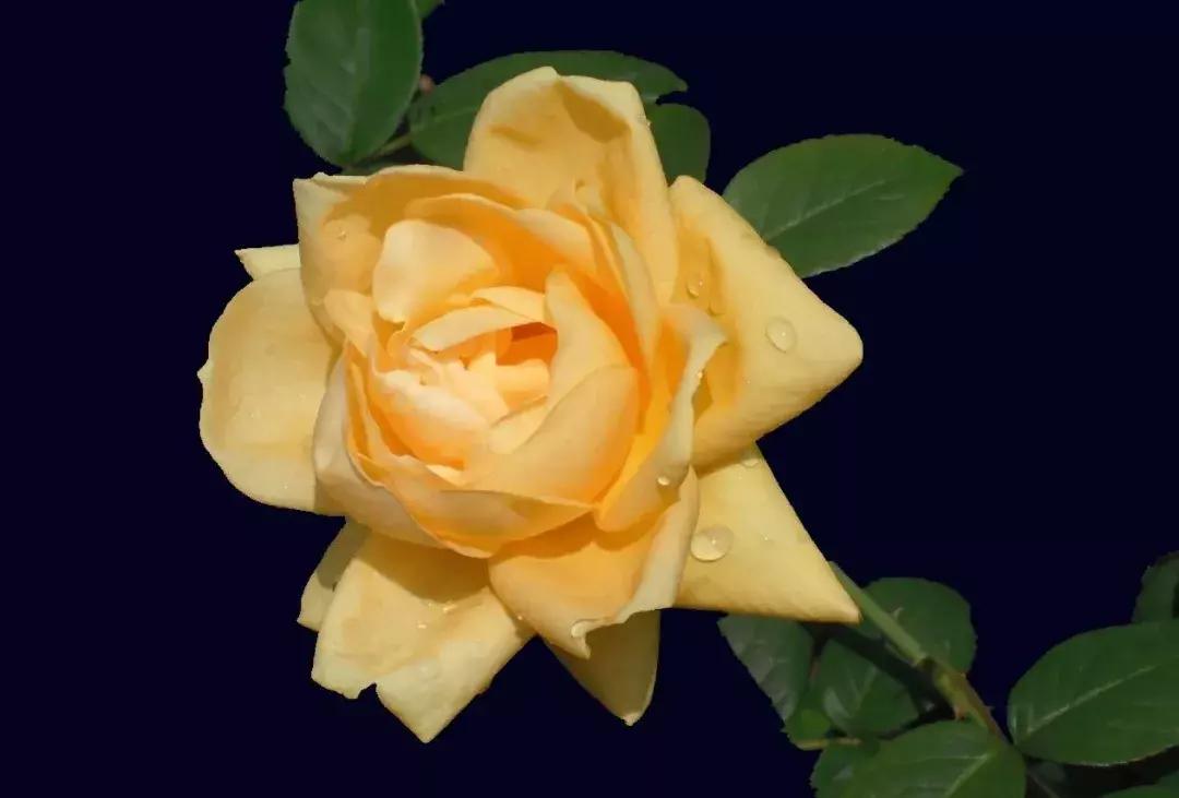 薄荷盆栽放在卧室对身体有害吗,卧室盆栽植物种什么好