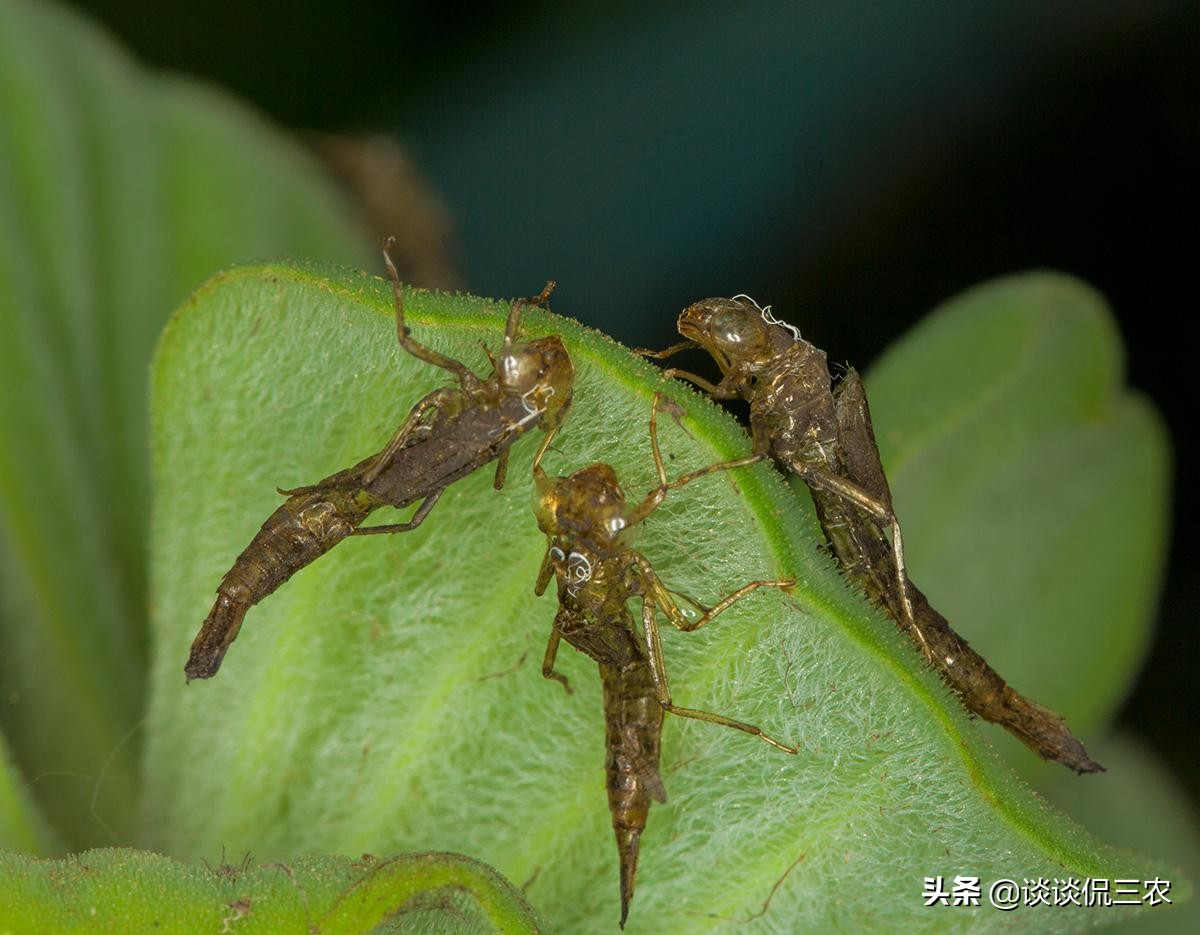 长得像螳螂，一年吃掉上万只蚊子，被人当美食吃，油炸嘎嘣脆