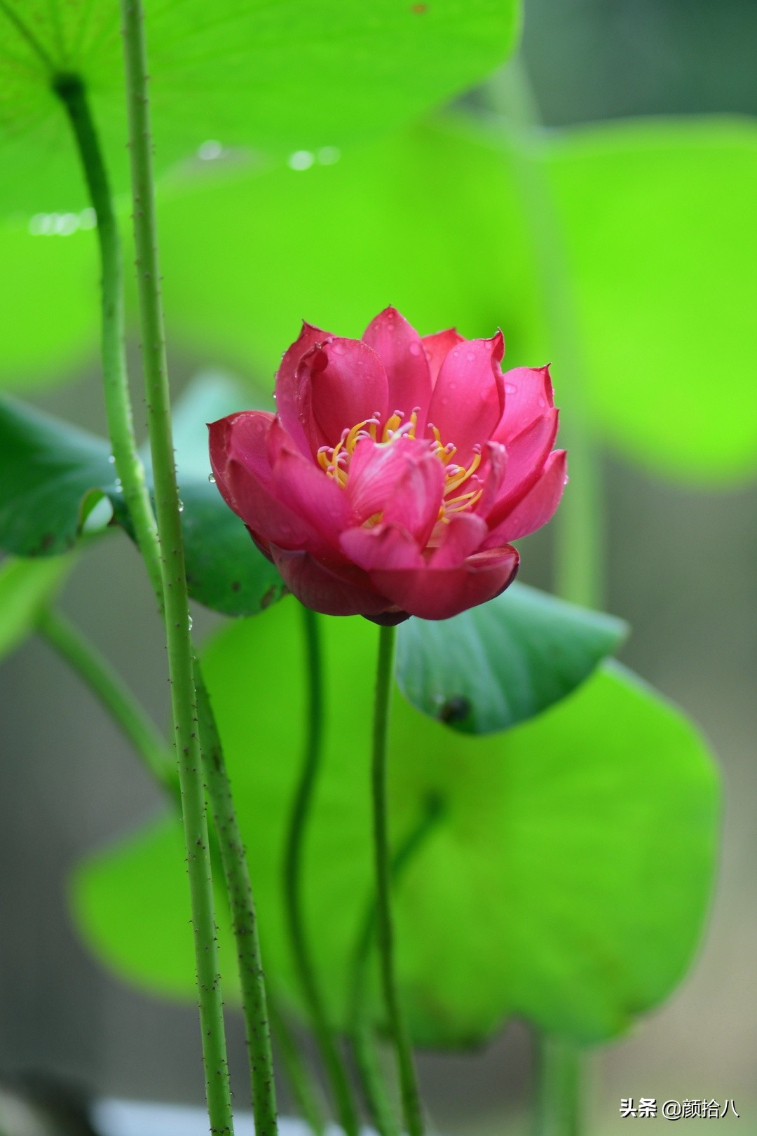 碗莲种藕生长到开花全过程,碗莲种藕到开花的过程