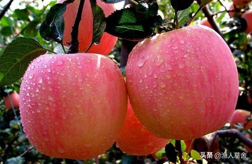 烟台十大农产品,烟台具有特点的农产品