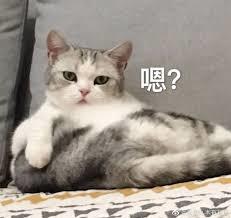 周奇张新成,张新成景甜周奇