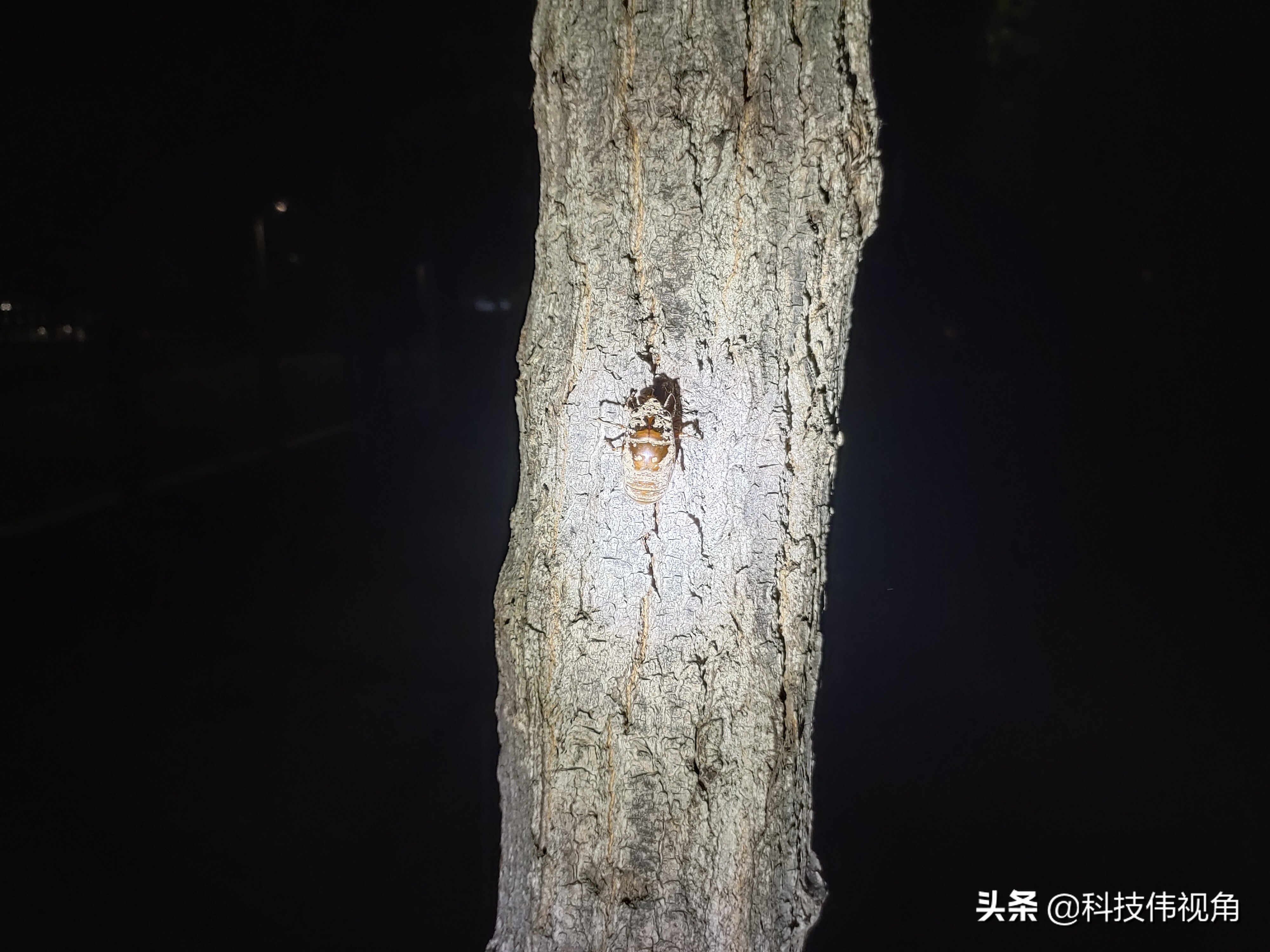 极蜂手电筒f10更换玻璃,探路蜂强光手电筒