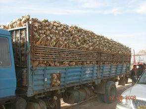 沙门子农场的视频,熬糖稀的土话小故事