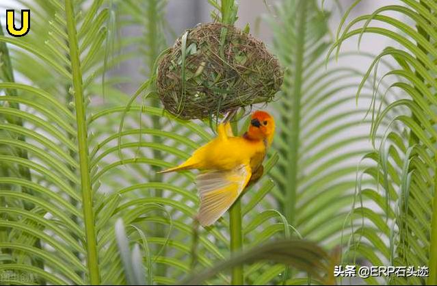 女儿成长记（四十三）——寒号鸟的春天