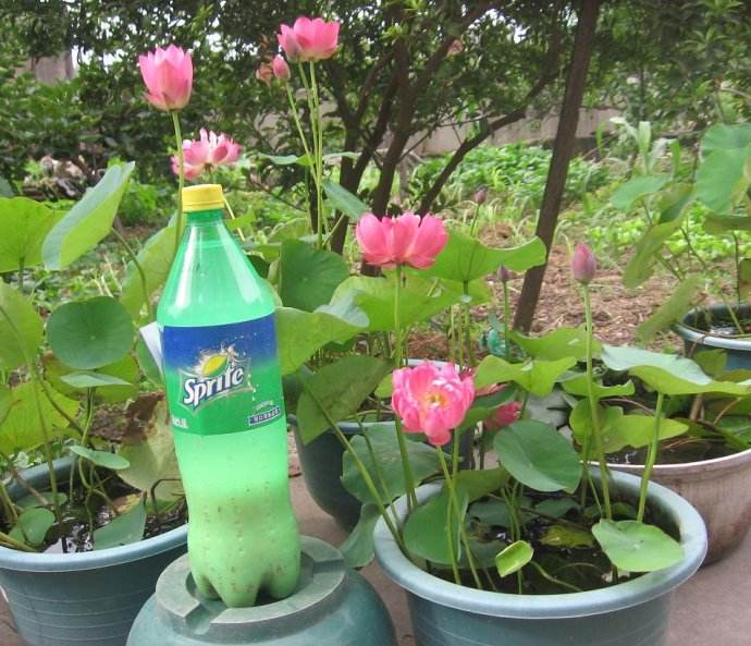 碗莲怎么养才能养得好,碗莲怎么养才能养好