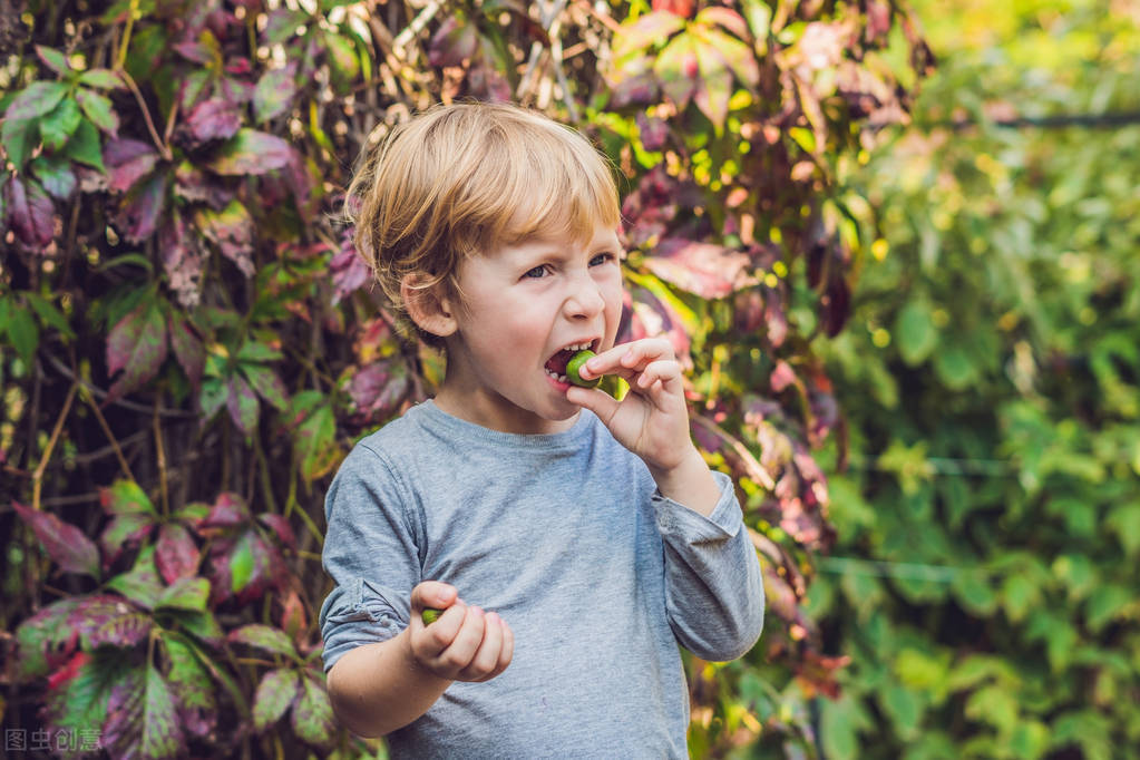 盆栽观果植物有哪些,观果植物具备哪些特征