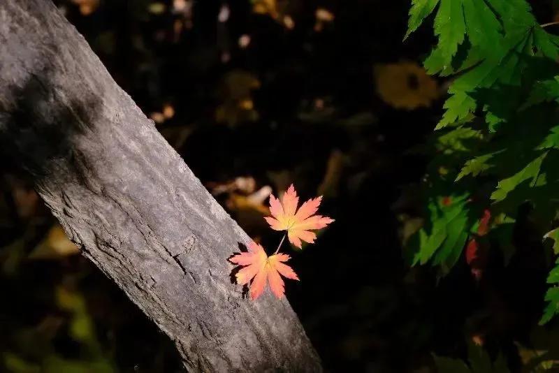 第二届中国摄影作品展,每周摄影作品展第二期