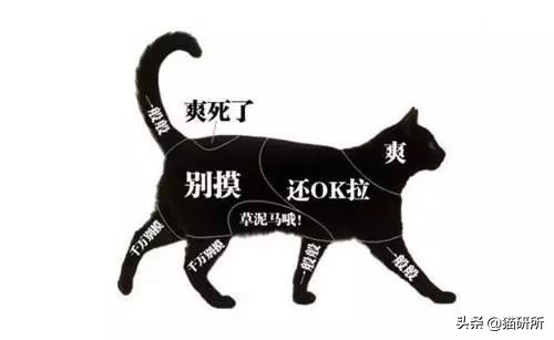 跟猫咪玩耍的时候它咬人,猫咪咬人怎么办一招教你制服