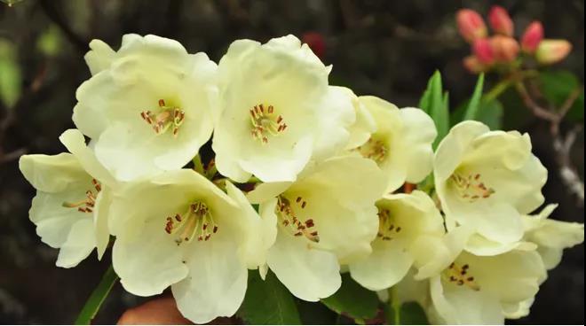 如何在村里建立一个公益基金,集体出资农户认养村庄美化新模式