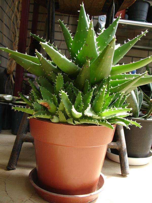 家里摆什么绿植比较好吸附甲醛,哪些盆栽吸附甲醛少一些