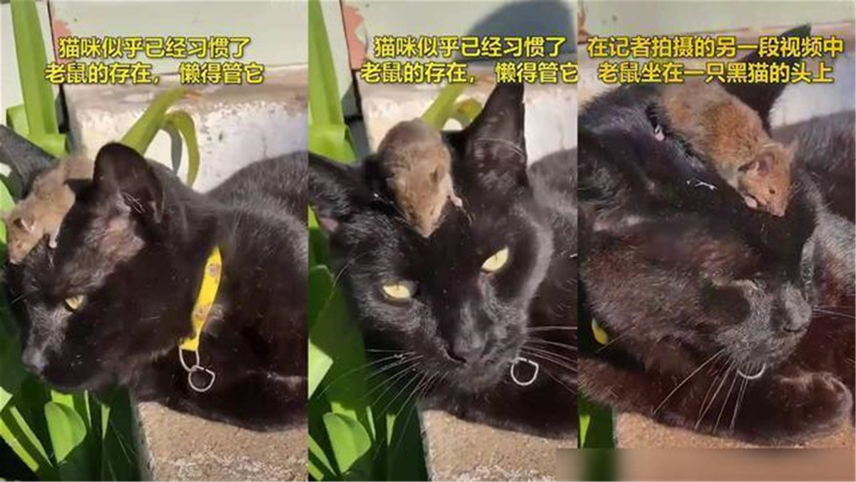 澳大利亚鼠灾到底有多可怕,澳洲鼠灾最新状况