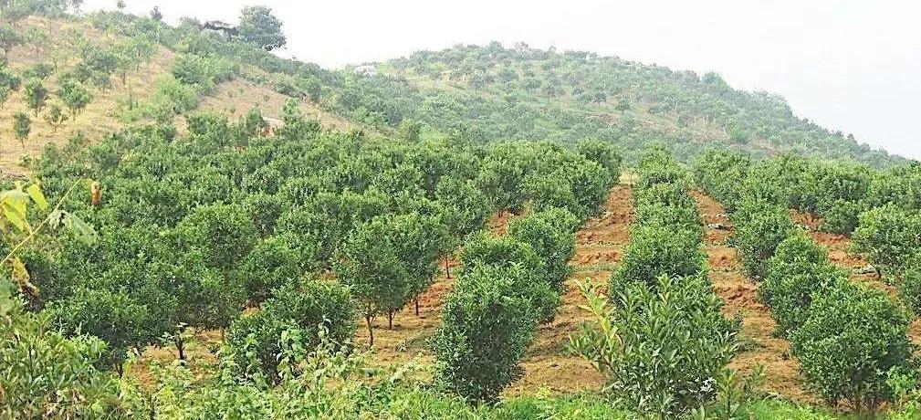 果优乐帅气小伙儿运用免费模式，3天充卡80万，锁定两千多会员