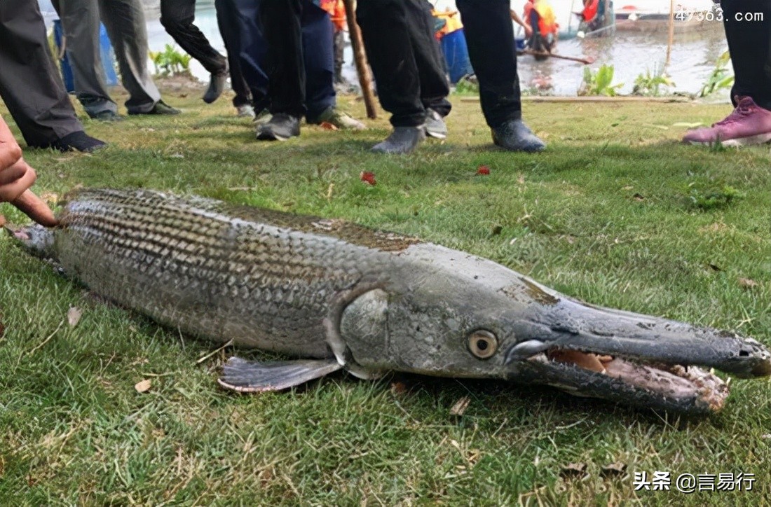 可以养的凶残的淡水鱼,世界十大凶猛淡水鱼