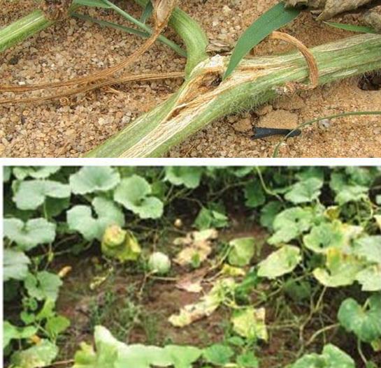 南瓜蔓枯病的治疗方法,南瓜立枯病的症状原因及防治方法