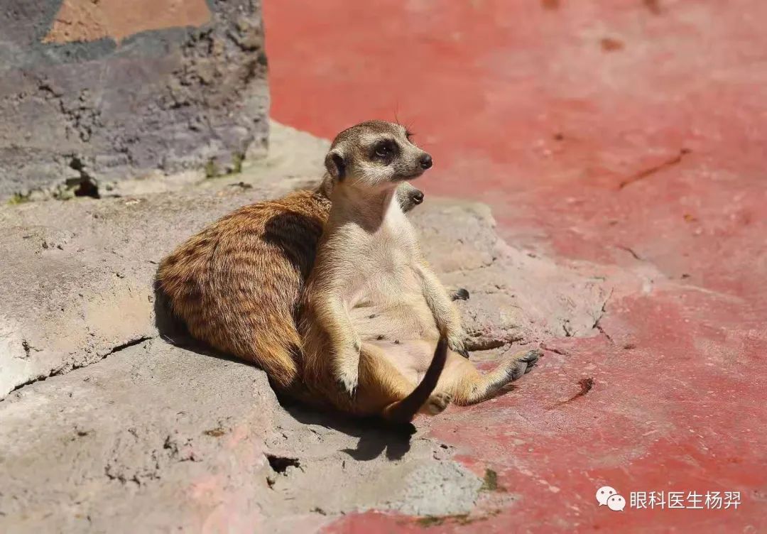 防范近视的户外活动,户外活动防控近视背后的秘密