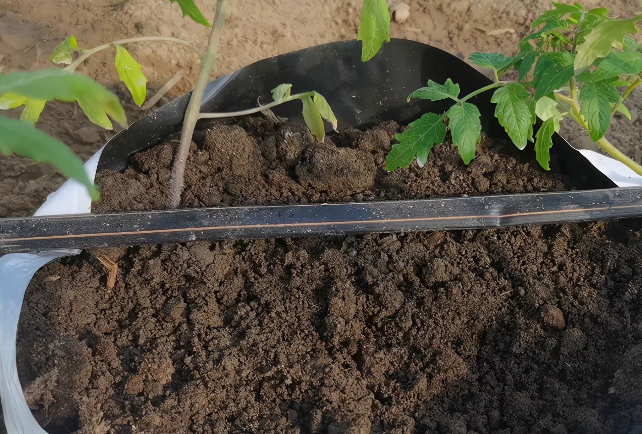 无土栽培植物根系和冠层调控技术,无土栽培蔬菜种植方法