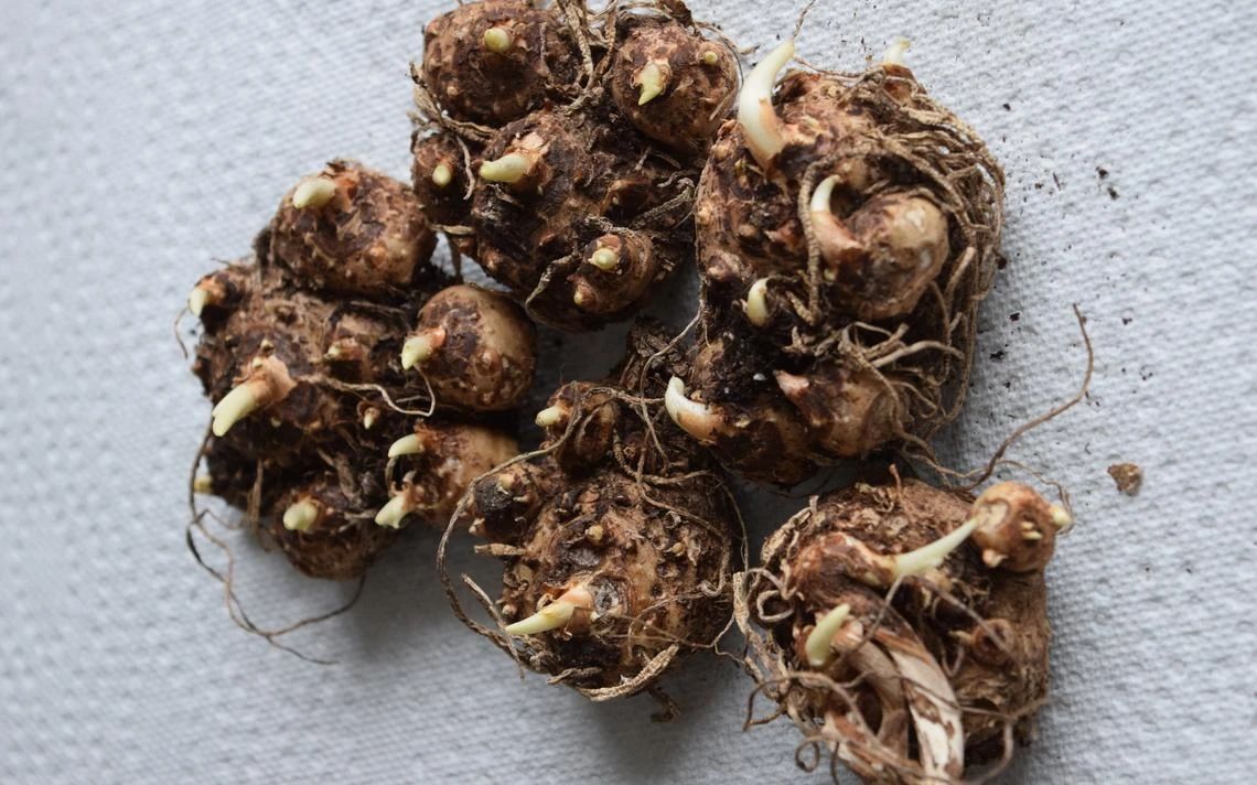 盆栽马蹄莲的养护方法,马蹄莲的块茎怎样保存时间长