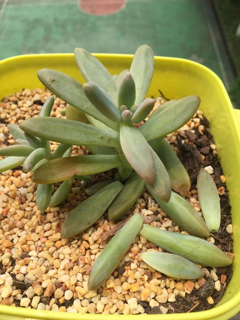 多肉植物有什么症状和注意事项,多肉植物的几种常见病