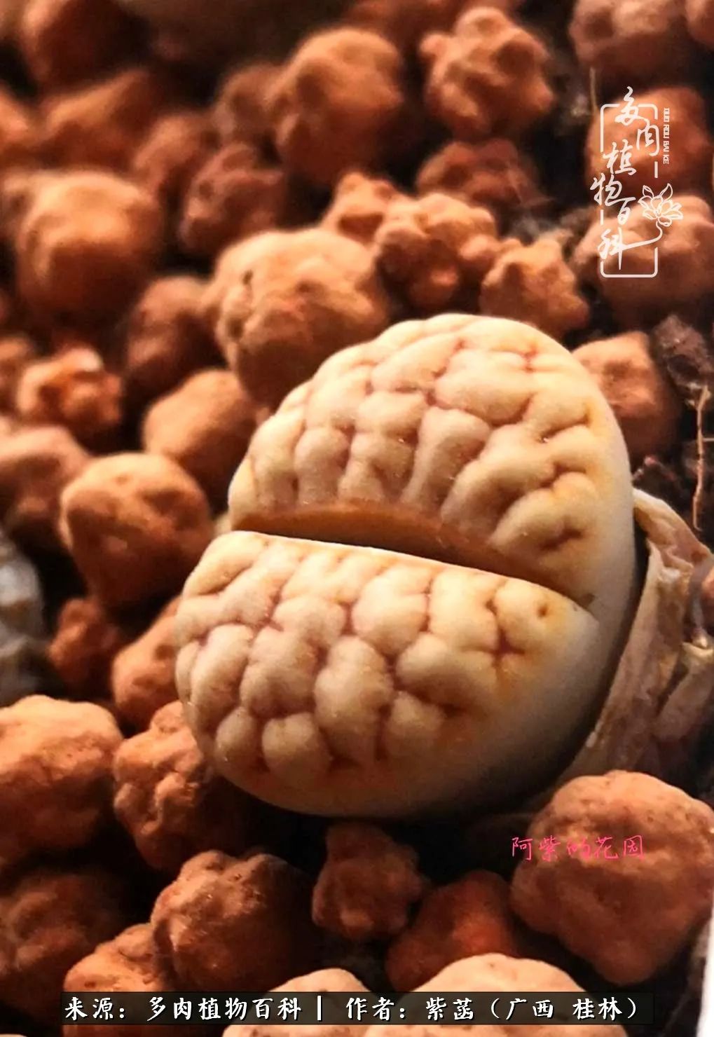 如何在夏天买的多肉度夏,多肉度夏好帮手