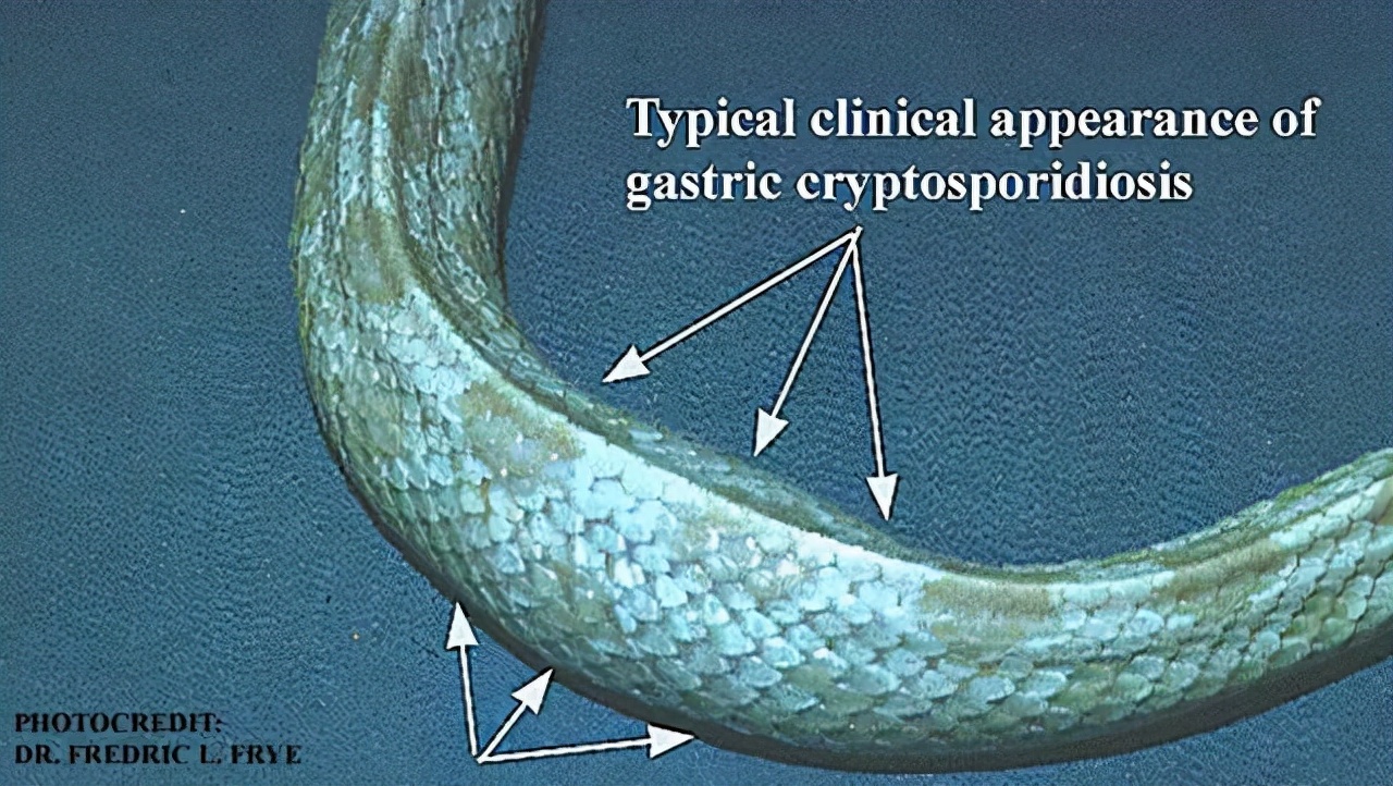 蛇为什么怕鹅主要原因是什么,蛇为什么畏惧大白鹅