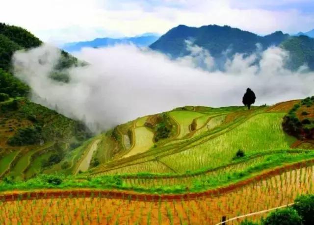 大自然唯美黄山风景摄影,打卡歙县蜈蚣岭高山茶梯田