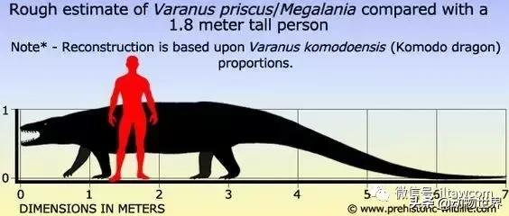 地球上的顶级掠食者,人类是地球上最顶级的掠食者