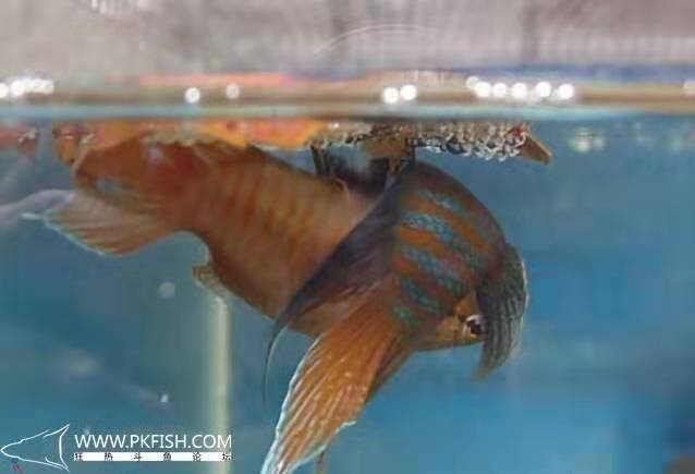 中国斗鱼繁殖直播教程视频,繁殖中国斗鱼要多大的鱼缸