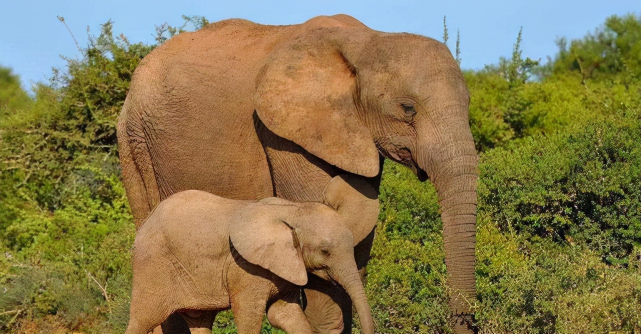 不让长象牙就胎死腹中！非洲公象这种致命基因，人类竟然也有