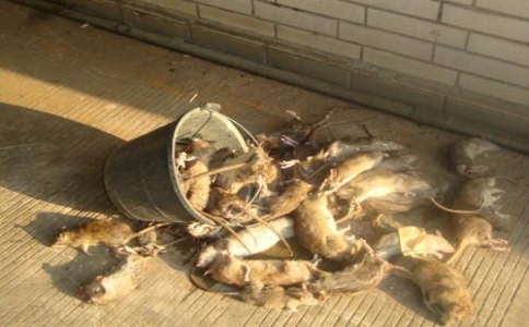 常州专业灭老鼠方法有哪些,广州家庭灭老鼠技巧