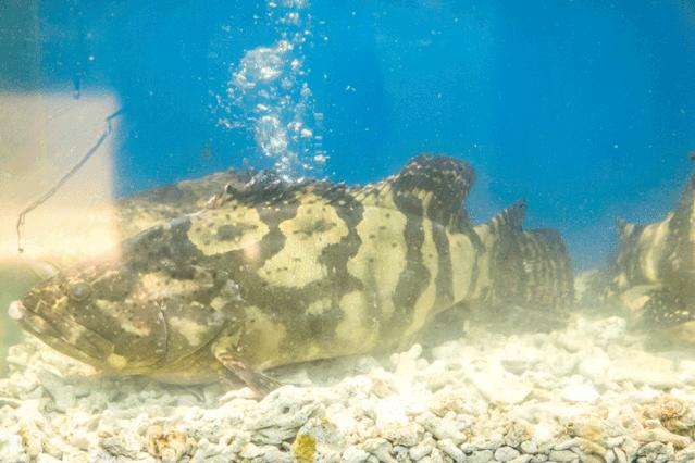 帝王蟹波龙象拔蚌,陆家嘴帝王蟹