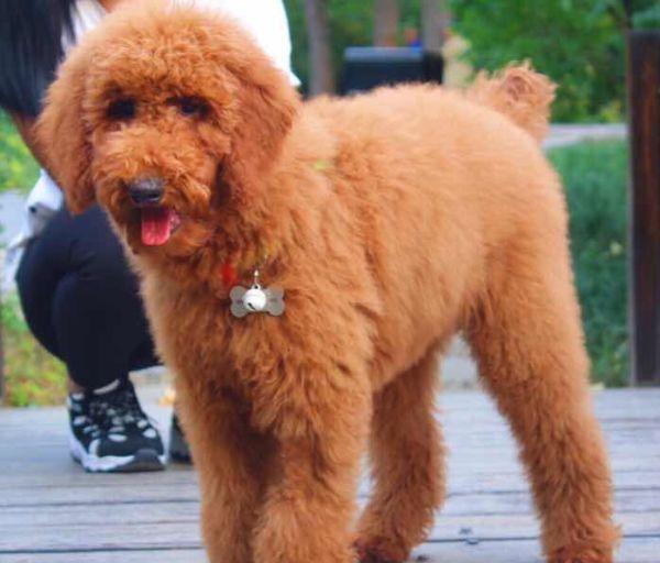 巨型贵宾犬和标准贵宾犬的区别,标准贵宾犬和巨型贵宾犬