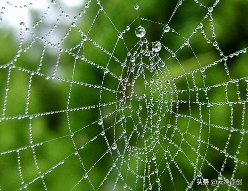 《蟢》-不是所有蜘蛛都可以叫蟢的
